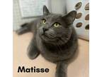 Adopt Matisse a Domestic Short Hair