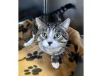 Adopt Mighty Mike a Domestic Short Hair, Tiger