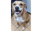 Adopt AVERY a American Staffordshire Terrier, Mixed Breed