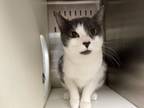 Adopt LUCY A Domestic Short Hair