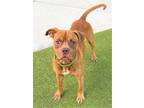 Adopt DESTIN a American Staffordshire Terrier, Mixed Breed