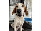 Adopt BUGLES a Treeing Walker Coonhound, Mixed Breed