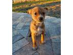 Adopt Gigglet a Terrier, Miniature Pinscher