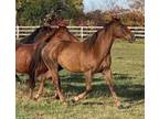 Adopt Cheech a Quarterhorse