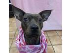 Adopt SHAYLA a Pit Bull Terrier, Mixed Breed