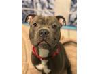 Adopt Shea a American Staffordshire Terrier, Mixed Breed