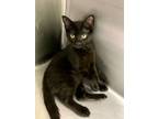 Adopt Jeremy a Domestic Short Hair