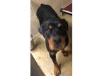 Adopt LADY TREMAINE A Rottweiler