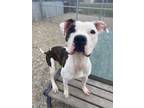 ALAN American Pit Bull Terrier Adult Male