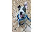 JUDSON American Pit Bull Terrier Adult Male