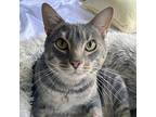 Sparks Domestic Shorthair Adult Male