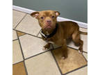 Adopt Dyno a Pit Bull Terrier