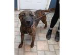 Adopt Luc a Boxer, Pit Bull Terrier