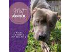 Adopt Arnold A Pit Bull Terrier
