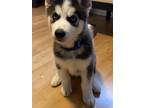 Siberian Husky Puppy for sale in Clearwater, FL, USA
