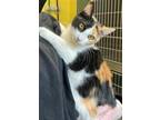 Adopt Betty Boop a Calico