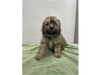 Dallas Loves To Play And Socialize He Is The Sweetest Little Guy He Is A F1B Mini Goldendoodle His Dad Is An 18lb Mini Poodle And His Mom Is A 22lb Go