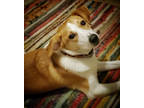 Adopt Ino a Beagle
