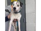 Adopt Teddy a Jack Russell Terrier