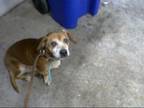 Adopt JONAS a Beagle, Dachshund
