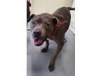 Adopt Pancakes A Pit Bull Terrier, Mixed Breed