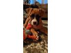 Adopt Bruno a Boxer, Pit Bull Terrier