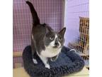 Adopt Riley (and Amy) a American Shorthair