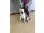 Adopt GUIDANCE BAY a Pit Bull Terrier, Mixed Breed