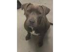 Adopt A586983 a Pit Bull Terrier