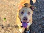 Adopt SWOOPES a Catahoula Leopard Dog, Mixed Breed