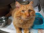 Adopt Odin-All Father a Domestic Long Hair
