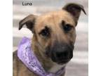 Adopt Luna a Labrador Retriever