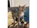 Adopt Raggedy Andy a Domestic Short Hair