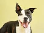 Adopt MIKEY a American Staffordshire Terrier