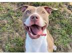 Adopt COCOPUP a American Staffordshire Terrier