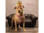 Adopt Devie 01-2462 a Pit Bull Terrier