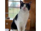 Adopt Millicent a Calico