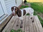Adopt Spotter a German Shorthaired Pointer