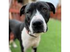 Adopt Panther a American Staffordshire Terrier