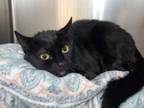 Adopt Midnight a All Black Domestic Shorthair / Mixed cat in Millersville