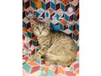 Adopt Lima a Gray or Blue Domestic Shorthair / Domestic Shorthair / Mixed cat in