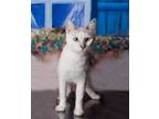 Adopt Winter Nova a Cream or Ivory (Mostly) Snowshoe / Mixed (short coat) cat in