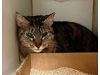 Adopt Suzie a Domestic Shorthair / Mixed cat in Brooklyn, NY (33767197)