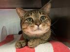 Adopt Archie a Domestic Shorthair / Mixed cat in Brooklyn, NY (33767193)