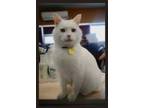 Adopt Klaus a White Domestic Shorthair / Domestic Shorthair / Mixed cat in