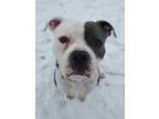 Adopt Blox a White American Pit Bull Terrier / Mixed dog in Howell