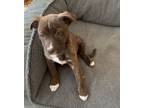 Adopt Jack a Brindle Labrador Retriever / Retriever (Unknown Type) / Mixed dog