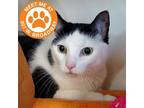 Adopt Lauryn - NYC a White Domestic Shorthair / Mixed cat in New York City