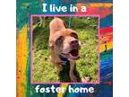Adopt Goody a Brown/Chocolate Mixed Breed (Medium) / Mixed dog in Menands