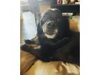 Adopt Rodney a Black - with Gray or Silver Dachshund / Schipperke dog in Cherry